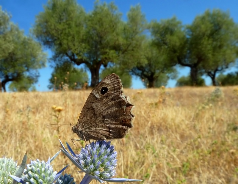 farfalle e uliveti